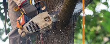 Best Fruit Tree Pruning  in Rumson, NJ